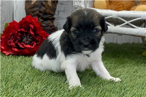 Saturn - puppy for sale