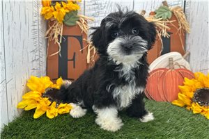 Vivienne - puppy for sale