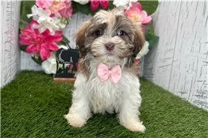 Forrest - Havanese for sale