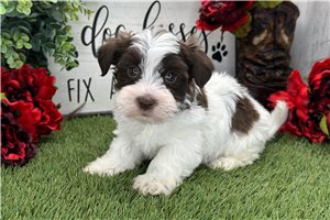 Kayson - Havanese for sale