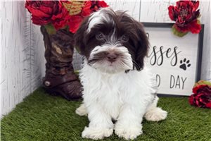 Lincoln - Havanese for sale