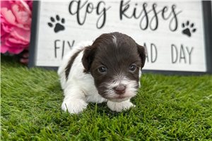 Jessica - puppy for sale