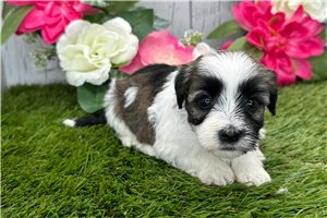 Shane - puppy for sale