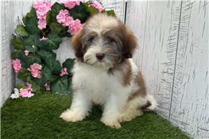 Dora - Havanese for sale