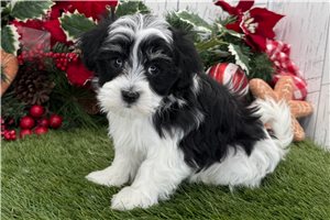 Elijah - Havanese for sale