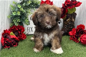 Kyrie - Havanese for sale