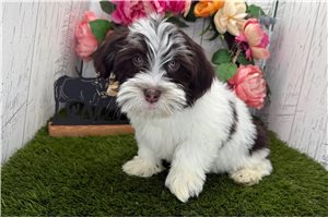 Zuma - Havanese for sale