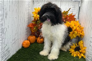 Norris - puppy for sale