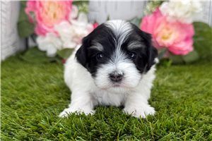 Kairo - puppy for sale