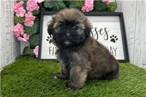 Colton - puppy for sale