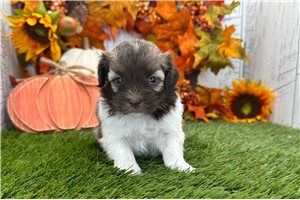 Lara - puppy for sale
