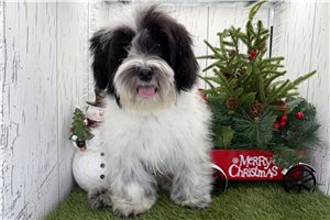 Phoenix - Havanese for sale