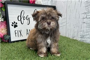 Charlotte - Havanese for sale