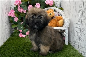 Colton - Havanese for sale