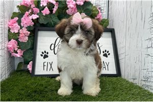 Dora - Havanese for sale