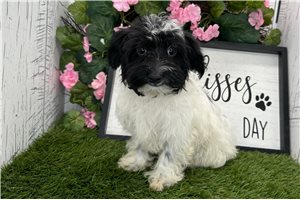 Connie - Havanese for sale