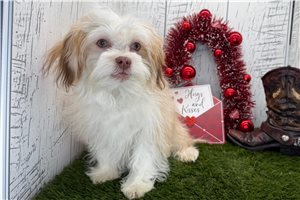 August - Havanese for sale