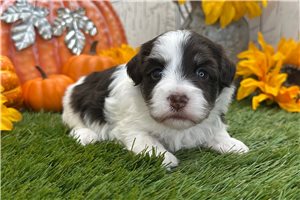 Serena - Havanese for sale
