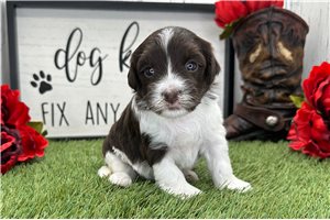 Nyla - puppy for sale