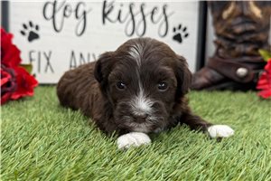 Noelle - Havanese for sale
