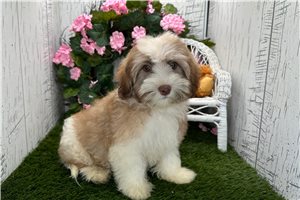 Kohen - puppy for sale