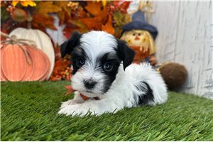 Elmer - Havanese for sale