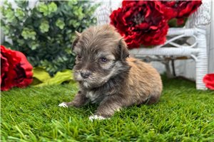 Charlotte - puppy for sale