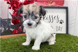 Vance - puppy for sale