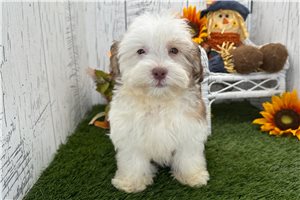 Hamish - Havanese for sale