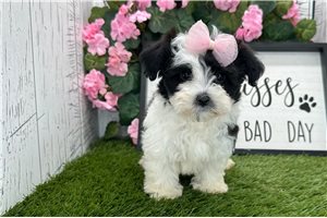 Henley - Havanese for sale