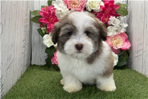 Kendall - Havanese for sale