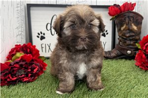 Legend - Havanese for sale