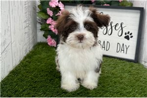 Dallas - Havanese for sale