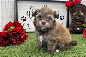 Charlotte - Havanese for sale