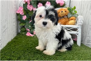 Adam - Havanese for sale