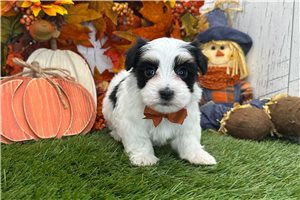 Elijah - Havanese for sale