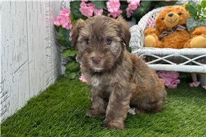 August - Havanese for sale