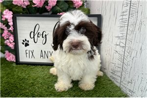 Caleb - Havanese for sale