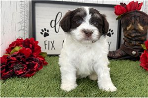 Nora - Havanese for sale