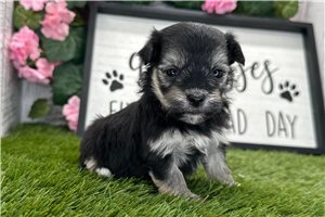 Abigail - puppy for sale