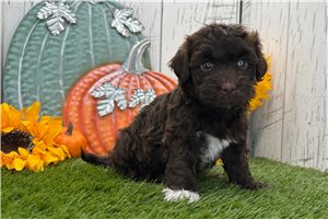 Rick - Havanese for sale