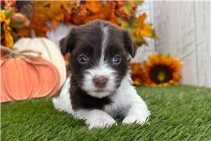Larissa - puppy for sale