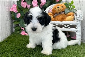 Ziggy - Havanese for sale