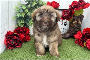 Legend - Havanese for sale