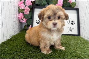 Dallas - puppy for sale