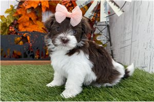 Eleanor - puppy for sale