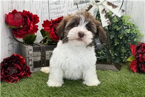 Flicka - Havanese for sale