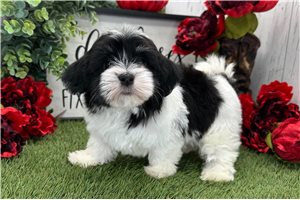 Katherine - Havanese for sale