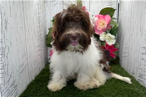 Karter - puppy for sale