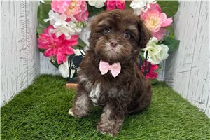 Cedar - Havanese for sale